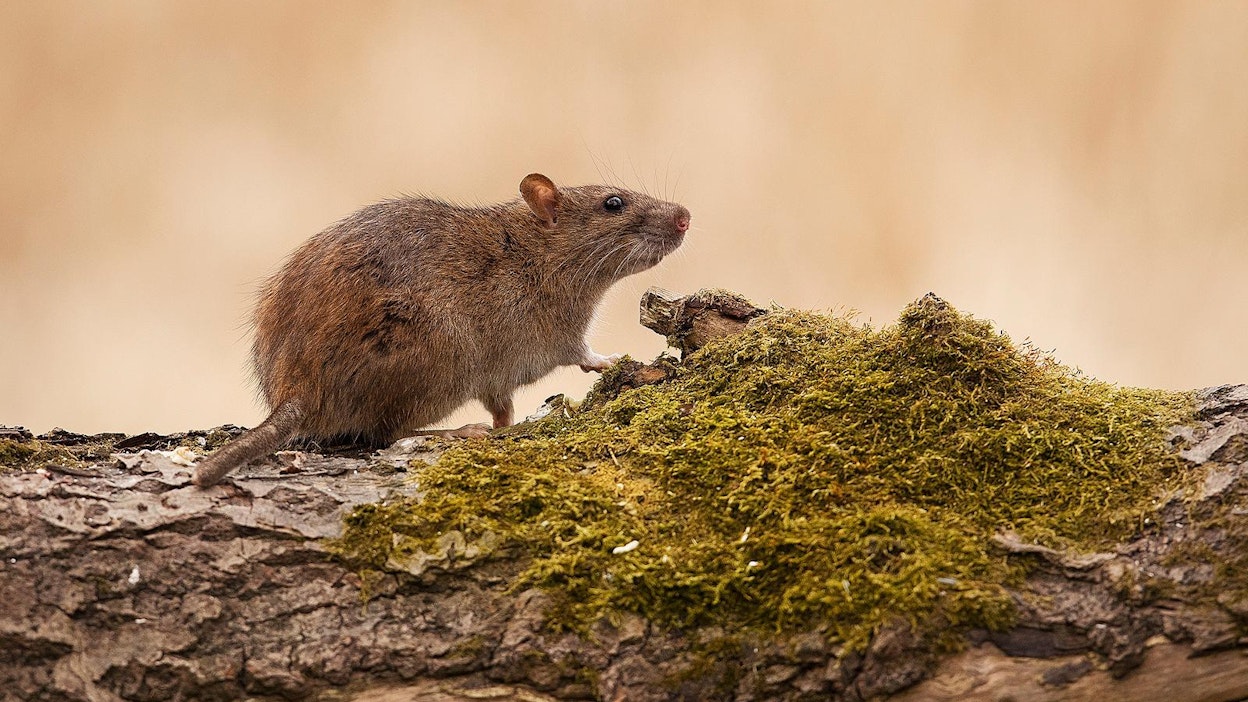 Jos rotta ei löydä lämmintä talviasumusta, sen häntä tai korvat voivat paleltua. Kuvan rotalla on hännästä jäljellä enää nysä.
