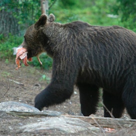Karhu on oppivainen eläin ja se tarkastaa hyväksi havaitsemansa apajat joka vuosi.