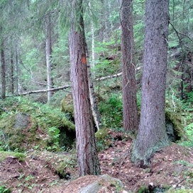 Savon metsät ovat kovakasvuisia ja puustoisia.
