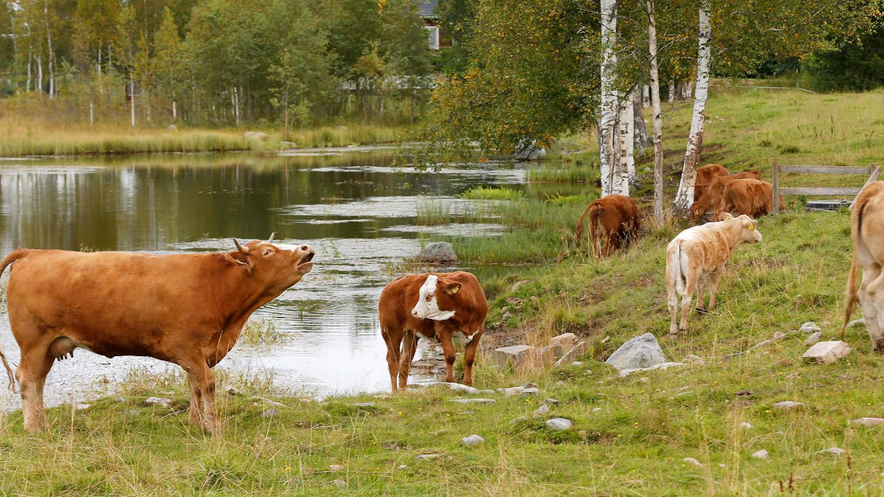 Ympäristöministeriö antoi uuden ohjeen rantalaidunnuksesta. Luonnonlaitumilla karja saa päästä veteen asti.