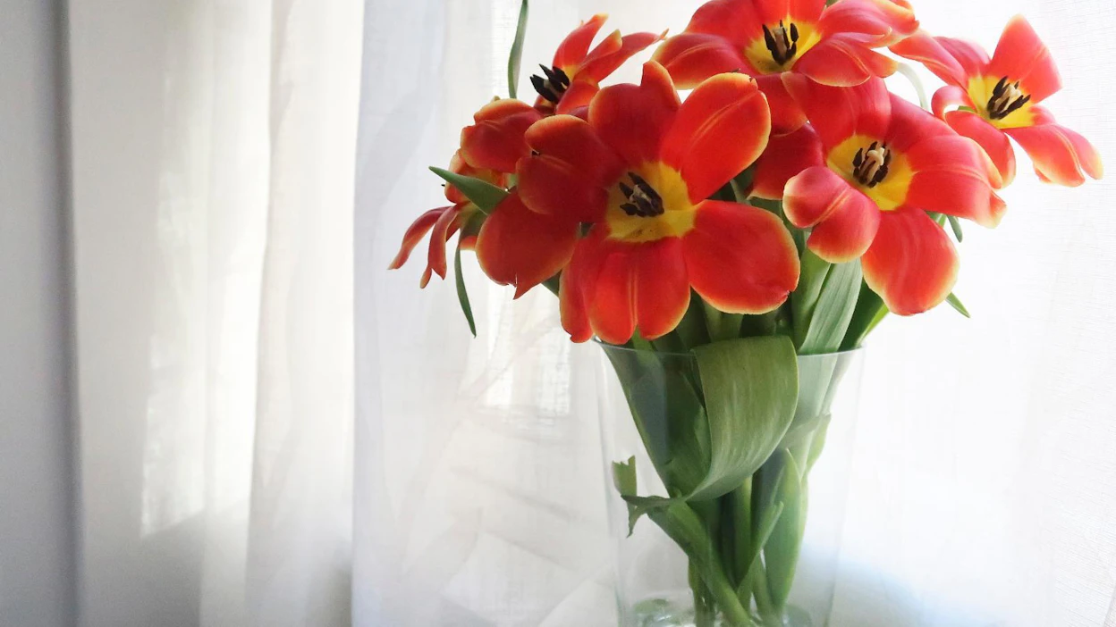 Kuvapalvelu Instagramissa on näkynyt viime päivinä runsaasti tulppaanihieronnalla käsiteltyjä kimppuja.