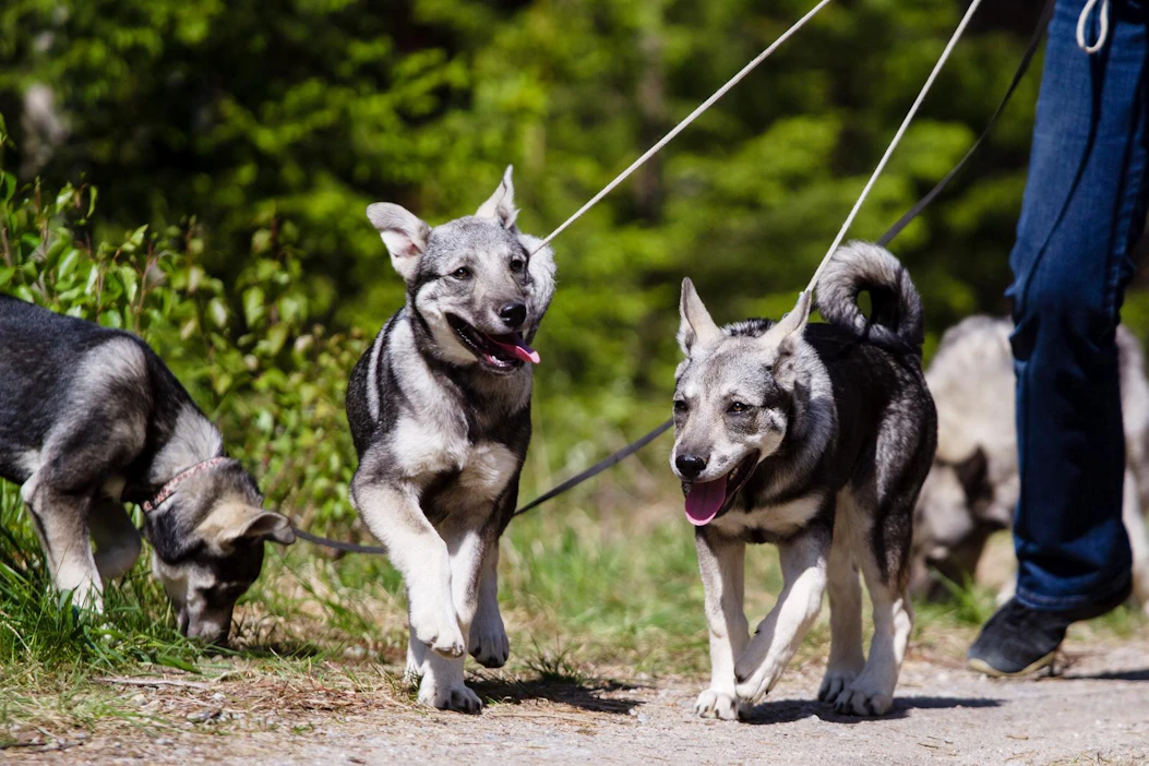 Koiran virtsan pH on 6,1–6,5 eli se on lievästi hapanta. Koira merkkaa reviiriään päivässä noin kymmenen kertaa pissaamalla ja pari kertaa ulostamalla.