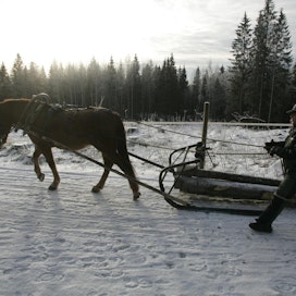 Ennen vanhaan suomenhevoset tekivät töitä talvisissa oloissa varsinkin savotoilla. Kuvassa Taisto Nurmio ja Pysteristi Ypäjän hevosopistolla matkalla metsätöihin.