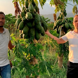Johnny Larsson ja Mebit Abrhamin TSS Farmilla Etiopiassa. Kuvassa on papaija, yksi kasveista, jonka viljelyä tilalla parhaillaan kehitetään.