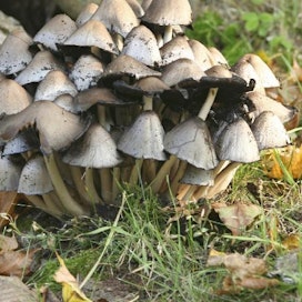 Mustesienien (Coprinus) laajaan joukkoon kuuluu useita sienilajeja, joista ennen muinoin on valmistettu myös kestävää, joskin pahanhajuista kirjoitusmustetta.