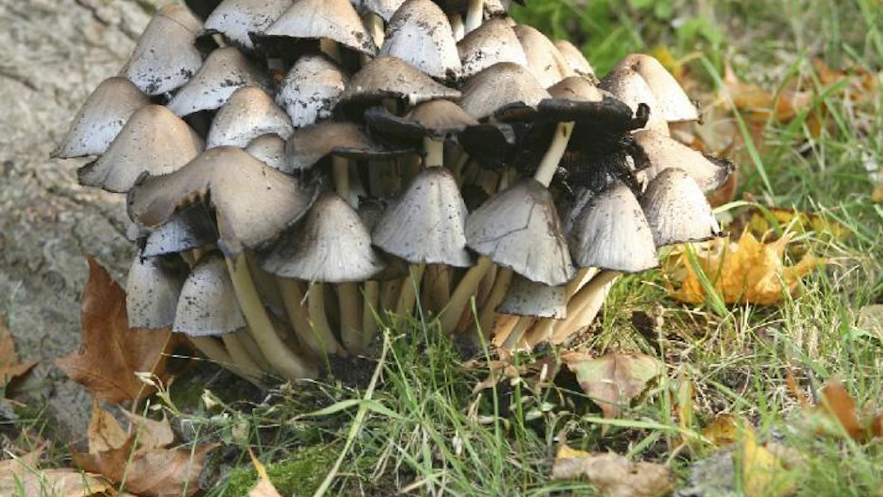 Mustesienien (Coprinus) laajaan joukkoon kuuluu useita sienilajeja, joista ennen muinoin on valmistettu myös kestävää, joskin pahanhajuista kirjoitusmustetta.