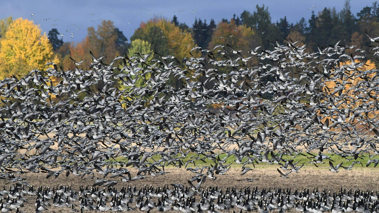 Suomi haluaa EU-komissiolta apua valkoposkihanhien aiheuttamien tuhojen kitkemiseen. LEHTIKUVA / Jussi Nukari