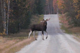 MT:n lukija sai kutsuttua hirven lähelle. Hirvi lähti pois nähtyään, ettei huutelija ollutkaan toinen hirvisonni.