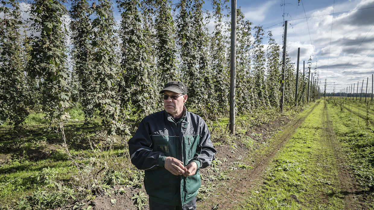 Perustamisvaiheessa Heikki Huhtanen pohti tarkasti humalatarhan ihanteellista kokoa. ”Päädyin kahteen hehtaariin. Tämä on jo sen kokoinen, että käpysatoa ei viitsi enää käsin nyppiä.”