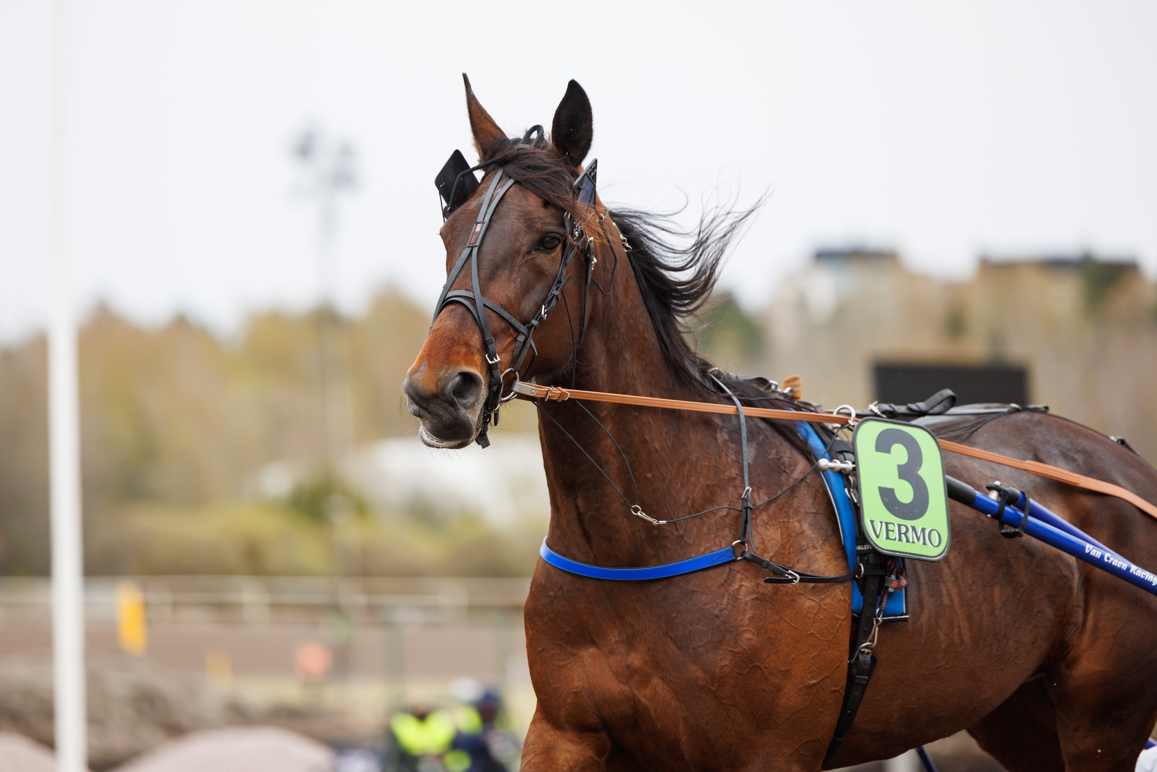 Truly Easy on vihjerivin toinen varma.