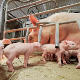 Kuva toi 2018 markkinoille ilman antibiootteja kasvatetun sianlihan.