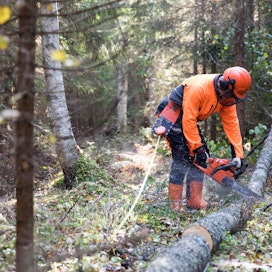 Työelämävuosinaan Seppo Marttinen ei ehtinyt hoitaa metsiään niin aktiivisesti kuin olisi halunnut. Nyt eläkeläisenä hän kuroo hoitovelkaa umpeen.