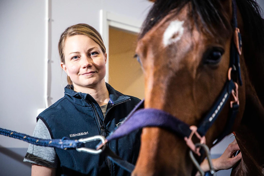 Kliininen kirurgin työ vaatii rutiinia. "Haluan kehittyä ja siksi ennen kaikkea tehdä tätä työtä säännöllisesti", Heidi Tapio sanoo. Puoliveritamma Mint L tuli Tapion asiakkaaksi Equivetin klinikalle Vermoon irtopalatähystykseen.