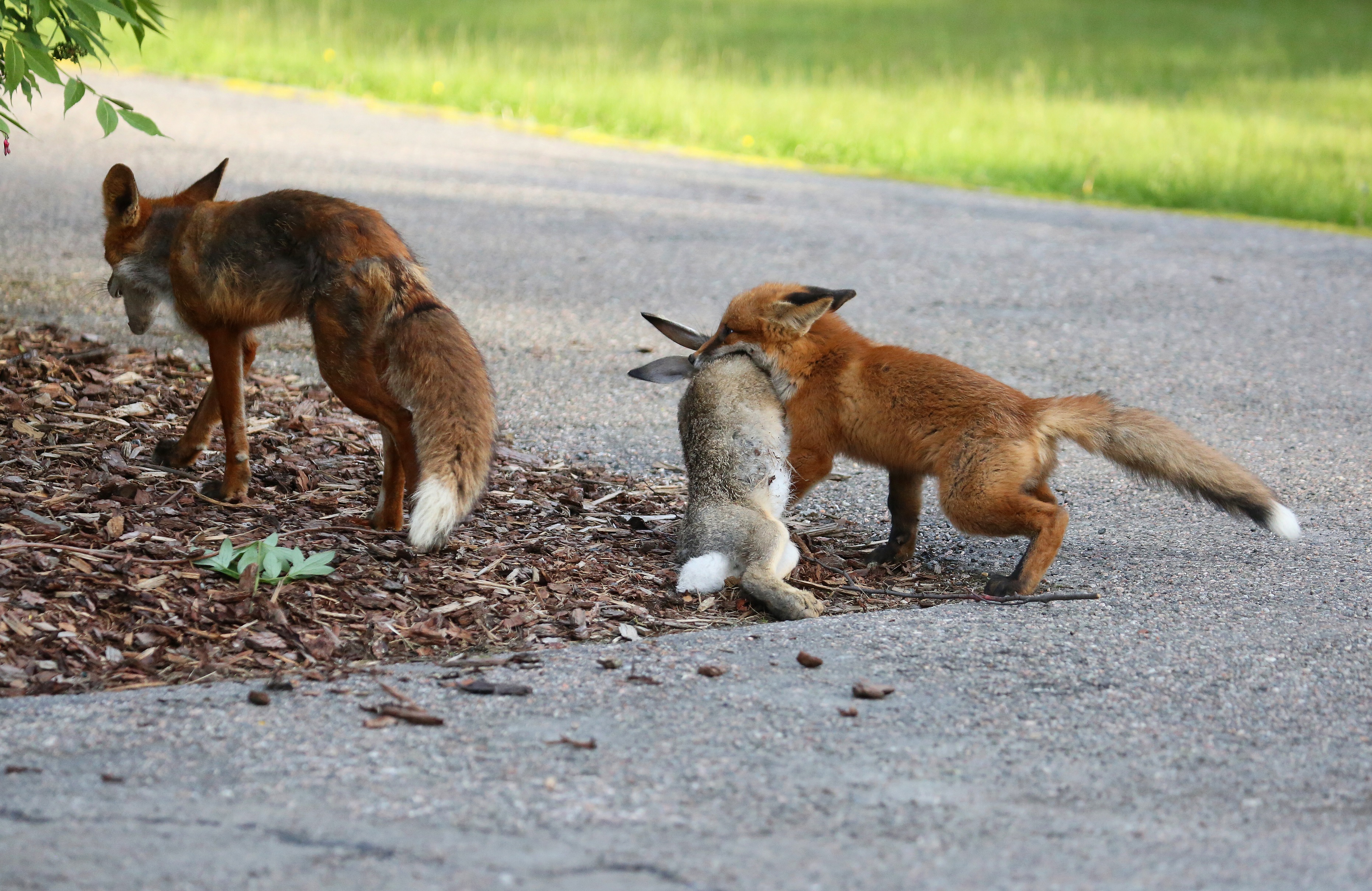 Kani on todellinen jymysaalis ketulle. Yleisempänä saalina ovat pienemmät nisäkkäät kuten hiiret ja myyrät.