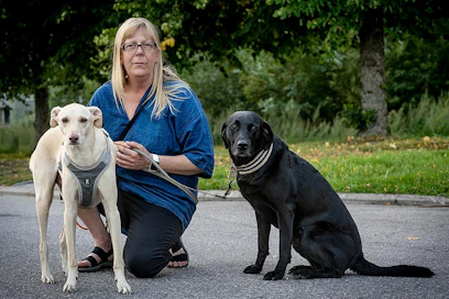 Susanna Paavilainen työskentelee Helsinki-Vantaan lentoasemalla koiriensa Kössin (vasemmalla) ja Miinan kanssa.