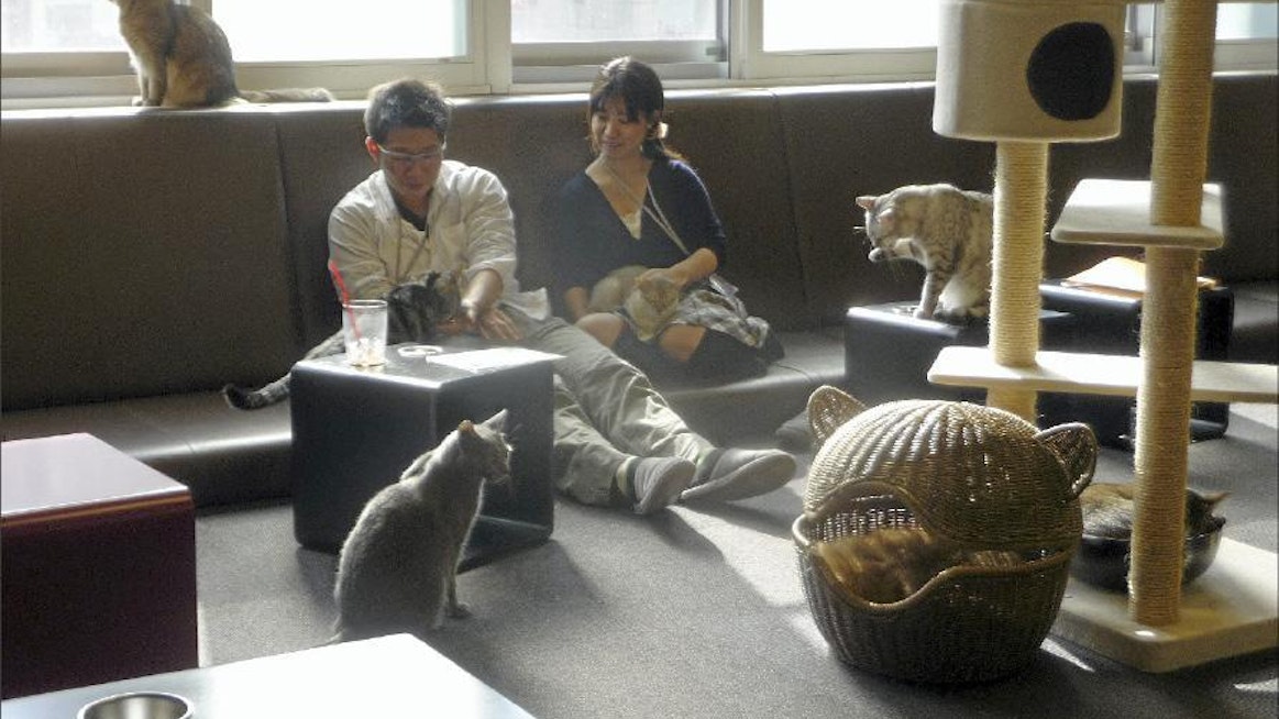 Japanilainen pariskunta nauttii kissojen seurasta. Tokion Shinjukussa sijaitsevassa kahvilassa on 52 kissaa. katja lamminen