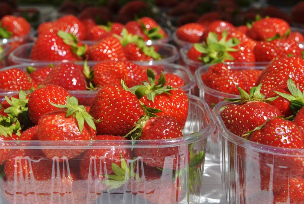 Tietyillä lajikkeilla satoa voidaan saada jopa elokuun puolella. LEHTIKUVA / Linda Manner