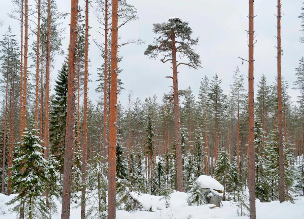 Talvella 2018 Lammin Evolla tehtiin harvennushakkuun yhteydessä pesäpuun ympärille avointa tilaa vieruspuita yläharventamalla. Kuva Ilmari Häkkinen