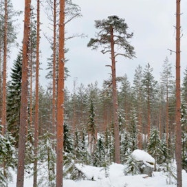 Talvella 2018 Lammin Evolla tehtiin harvennushakkuun yhteydessä pesäpuun ympärille avointa tilaa vieruspuita yläharventamalla. Kuva Ilmari Häkkinen