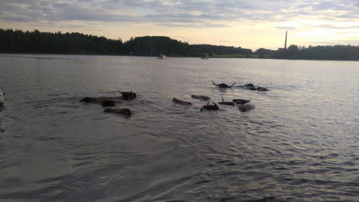 Ylämaankarjalauma oli lähtenyt iltauinnille Päijänteeseen.
