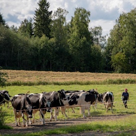 Suomessa maidontuotantomäärät ovat olleet tänä vuonna laskussa ja tilalukumäärä vielä jyrkemmässä pudotuksessa.