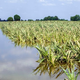 Tulvavedet nousivat pelloille heinäkuussa Alankomaissa. Ihmishenkiä menetettiin eniten Saksassa. Ilmastonmuutos tuo yhä rajumpia tulvia myös Suomeen.