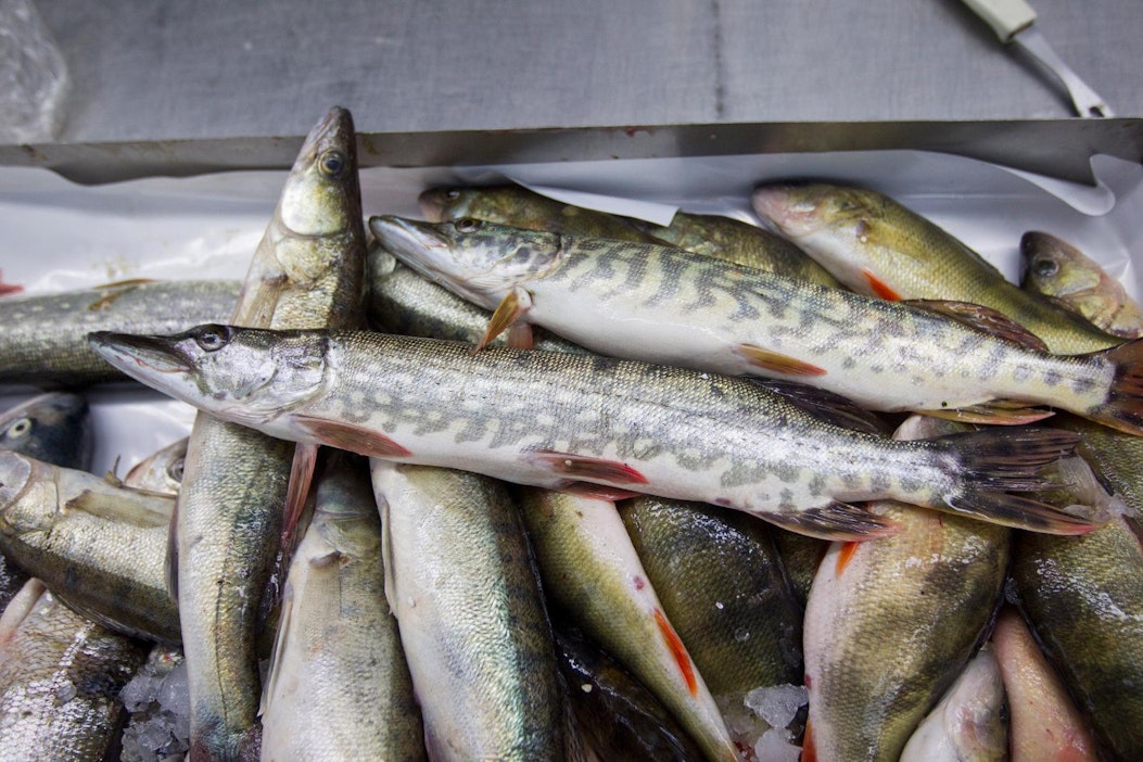Kaloista on alettu tutkia ympäristömyrkkyä, joka heikentää rokotteiden  tehoa – iso osa suomalaisista ylittää siedettävän viikkosaannin rajan -  Ruoka - Maaseudun Tulevaisuus
