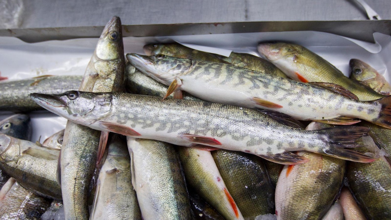 Kalaa kannattaa syödä monipuolisesti eri lajeja vaihdellen.