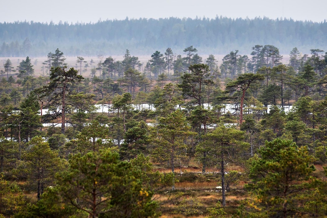 Suomen metsissä asuu monta, luonteikasta elukkaa.