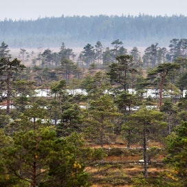 Suomen metsissä asuu monta, luonteikasta elukkaa.