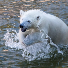 Jääkarhunpentu tuo väkeä Ranuan eläinpuistoon, muutkin Suomen eläintarhat kuvailevat kesää vilkkaaksi. LEHTIKUVA/HANDOUT