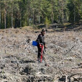 Hermanni Härmälä istutti viime perjantaina kuusen taimia Naantalin Merimas­kussa hakkuuaukealla. Kolmen hehtaarin kokoiselle kuviolle oli tehty viime syksynä ojitusmätästys.
