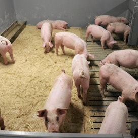 Lihatalot ovat luvanneet nostaa sianlihan tuottajahintoja. Vienti Kiinaan siivitti hinnat nousuun Keski-Euroopassa jo viime vuonna.