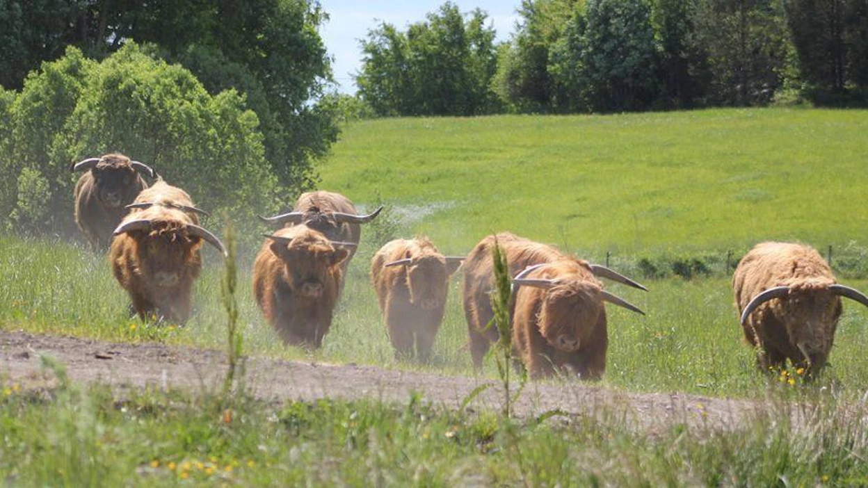 Jusalan tilan sonnipojat juoksentelivat säikyttelyn jälkeen pitkän aikaa kauhuissaan. Ne pysyivät kuitenkin laitumellaan, joka on aidattu lammasverkolla ongelmien ehkäisemiseksi.