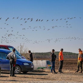 Keski-Karjalan lintutyöryhmä järjesti keskiviikkona peltopäivän, jossa keskusteltiin valkoposkihanhista.