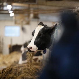 Kuka kertoo minne maidontuotanto suuntaa seuraavaksi? Kauppa vai maitosektori itse?