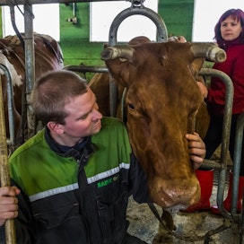 Lehmät ovat yksilöitä, ja joihinkin kiintyy muita enemmän. Jukka Kämäräiselle Varma on oma &quot;terapialehmä&quot;.