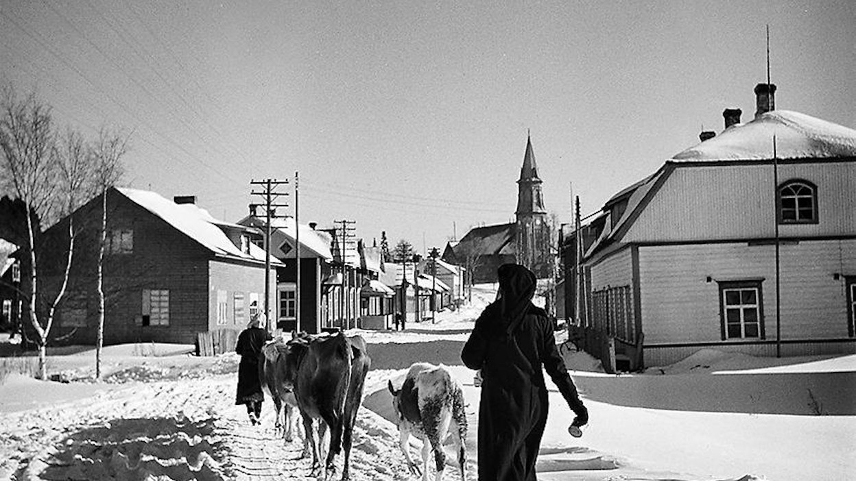 Naiset palaamassa karjan kanssa Kurkijoelle jatkosodan aikana.