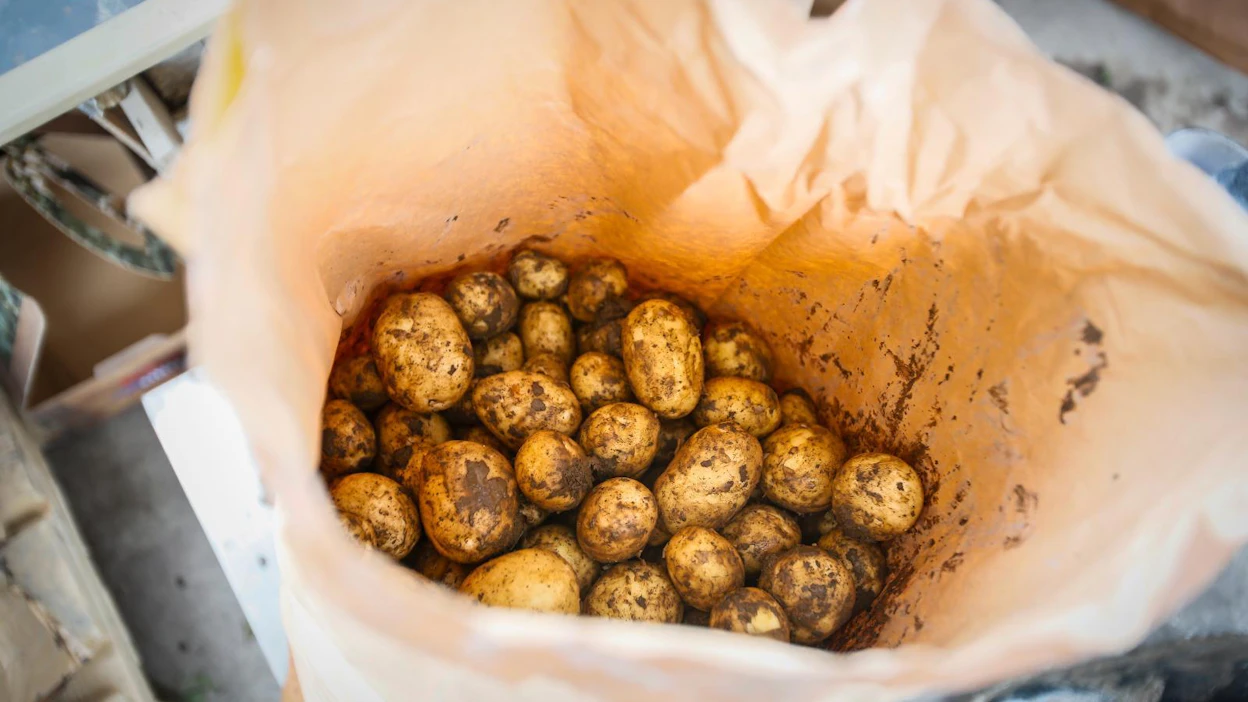 Nyt myydään irtoperunaa. Juhannuksen jälkeisellä viikolla kuori kehittyy niin, että perunat kestävät pussiin pakkaamisen.