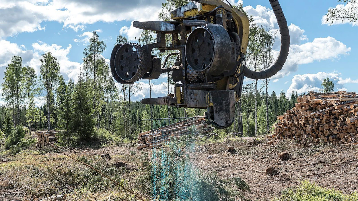 Metsätuholaki velvoittaa käsittelemään hakkuualueiden kannot riskialueilla juurikäävän torjumiseksi toukokuun alusta marraskuun loppuun. Käsittely kannattaa tehdä muulloinkin, jos vuorokauden keskilämpötila ylittää 5 astetta.