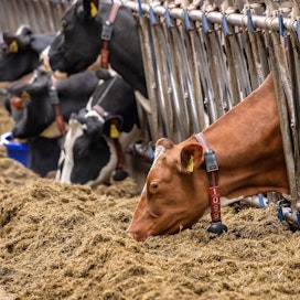 Monessa Euroopan maassa maidon vahvat tuottajahinnat näyttävät jatkuvan. Suomessa hinta oli tammikuussa komission arvion mukaan noin 41 senttiä kilolta.