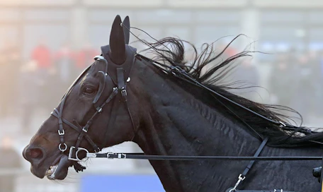 Seabiscuit työntää turpansa myös Seinäjoki-Racen soppaan. Derbyvoittaja sai kutsun vajaan kahden viikon päästä ajettavaan suurkilpailuun.