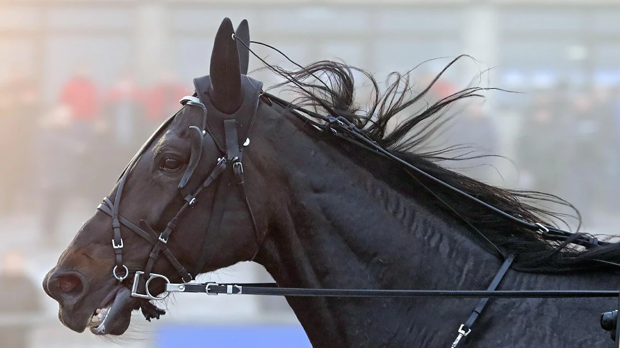 Seabiscuit työntää turpansa myös Seinäjoki-Racen soppaan. Derbyvoittaja sai kutsun vajaan kahden viikon päästä ajettavaan suurkilpailuun.