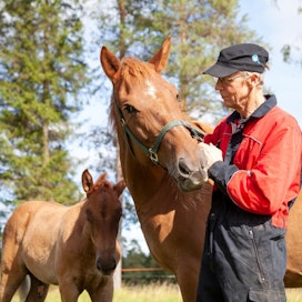 Markku Lumiaho korostaa hevosjalostuksen pitkäjänteisyyttä. Kotikasvatti Helmin Roosalla on orivarsa Tähen Toivomuksesta.