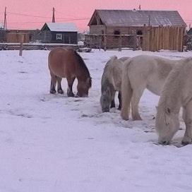 Eläimet ovat Siperian Jakutiassa sopeutuneet ääriolosuhteisiin. MT kertoi Jakutian alkuperäiseläimistä ja niihin liittyvästä suomalaisesta tutkimuksesta viimeksi vuoden 2018 lopulla.