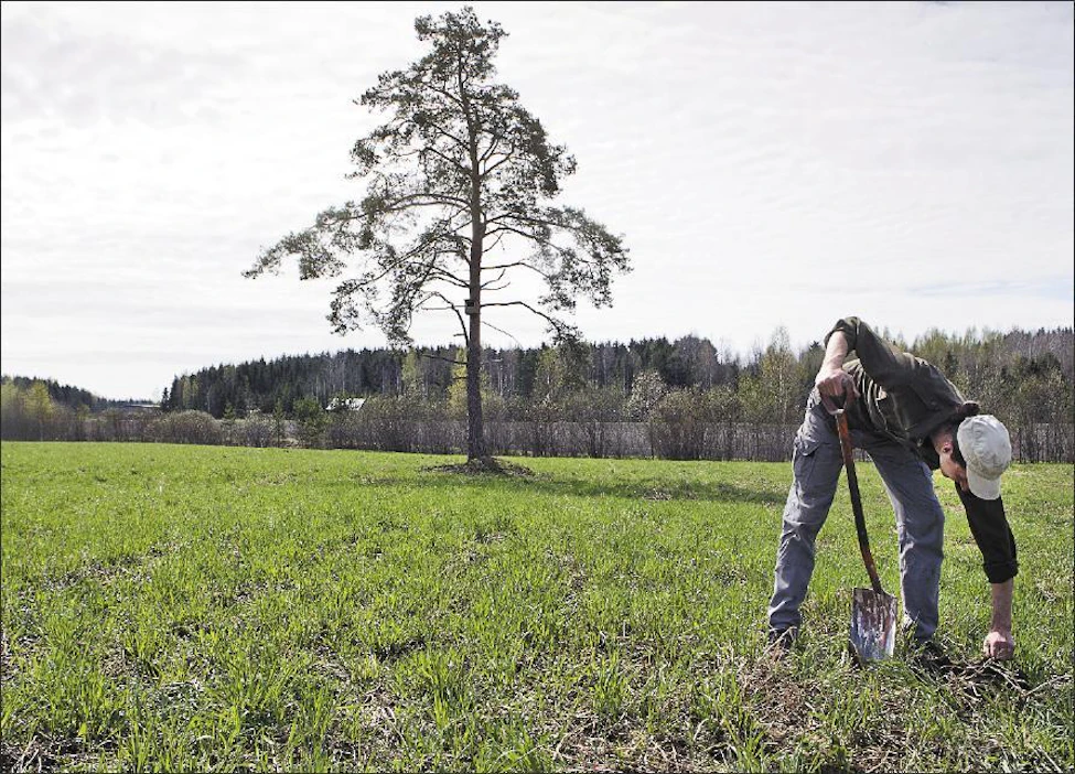 ”Kun vesitalous on kunnossa ja tiivistämistä vältetään, on monivuotinen viherlannoitusnurmi helpoin keino korjata tiivistyneen maan rakennetta”, Juuso Joona sanoo. Matojen määrä on selvässä yhteydessä maan kuntoon. Kari Salonen