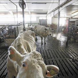 Yhtiömuodon vaihtaminen ei vaikuta tuotantoon. Lehmät käyvät robotilla lypsettävänä kuten ennenkin.