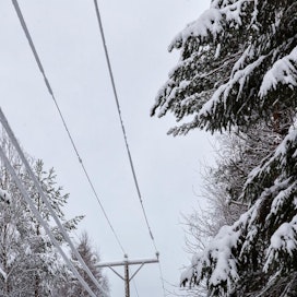 Pohjois-Karjalassa on ajankohtaan nähden runsaasti lunta, joka on poikkeuksellisen painavaa. Sähkölinjojen raivaus viime vuosina on helpottanut vain paikoin tilannetta.