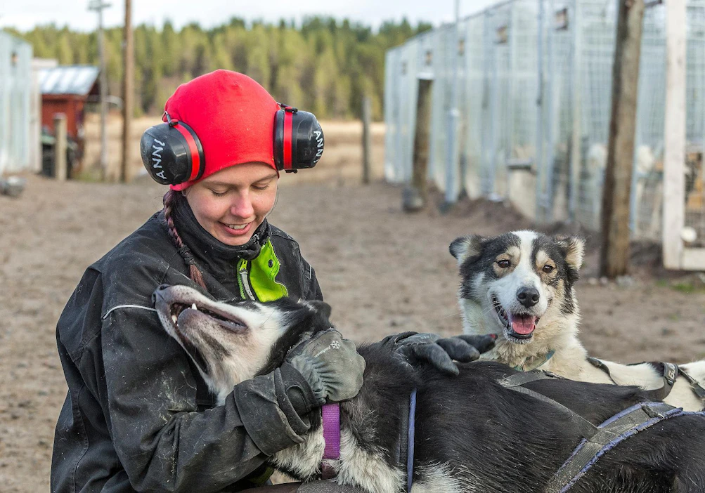 Valjakkoyrittäjät jännittävät, kuinka asiakkaita riittää korona-aikaan. Koirien hyvinvoinnista ei haluta tinkiä. Opas Anni Rautula tuntee kaikki 150 koiraa nimeltä.