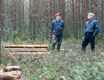 Ex-metsuri Reijo Huuskonen (vas) tiesi tarkkaan mihin ryhtyi, kun metsätalousyrittäjä Kosti Korhonen (oik) tarjosi hänelle tiheää harvennusmännikköä polttopuuksi tekopalkalla. Alun 2800 rungosta poistui hakkuussa tasan puolet. Metsä jäi täysin raivattuna hienoon kasvukuntoon. Puita kertyi 40 m³/ha. Siitä määrästä puolet olisi ollut kuitupuuainesta, mutta sekin meni polttopuuksi. Metsänomistaja sai molemmat nmh:n kemera-tuet. Rahaa tuli yli kaksinkertainen määrä verrattuna pelkkään kuitupuun pystykauppaan samaan tiheyteen hakattuna. Molemmat osapuolet vakuuttivat tyytyväisyyttään sopimukseen.